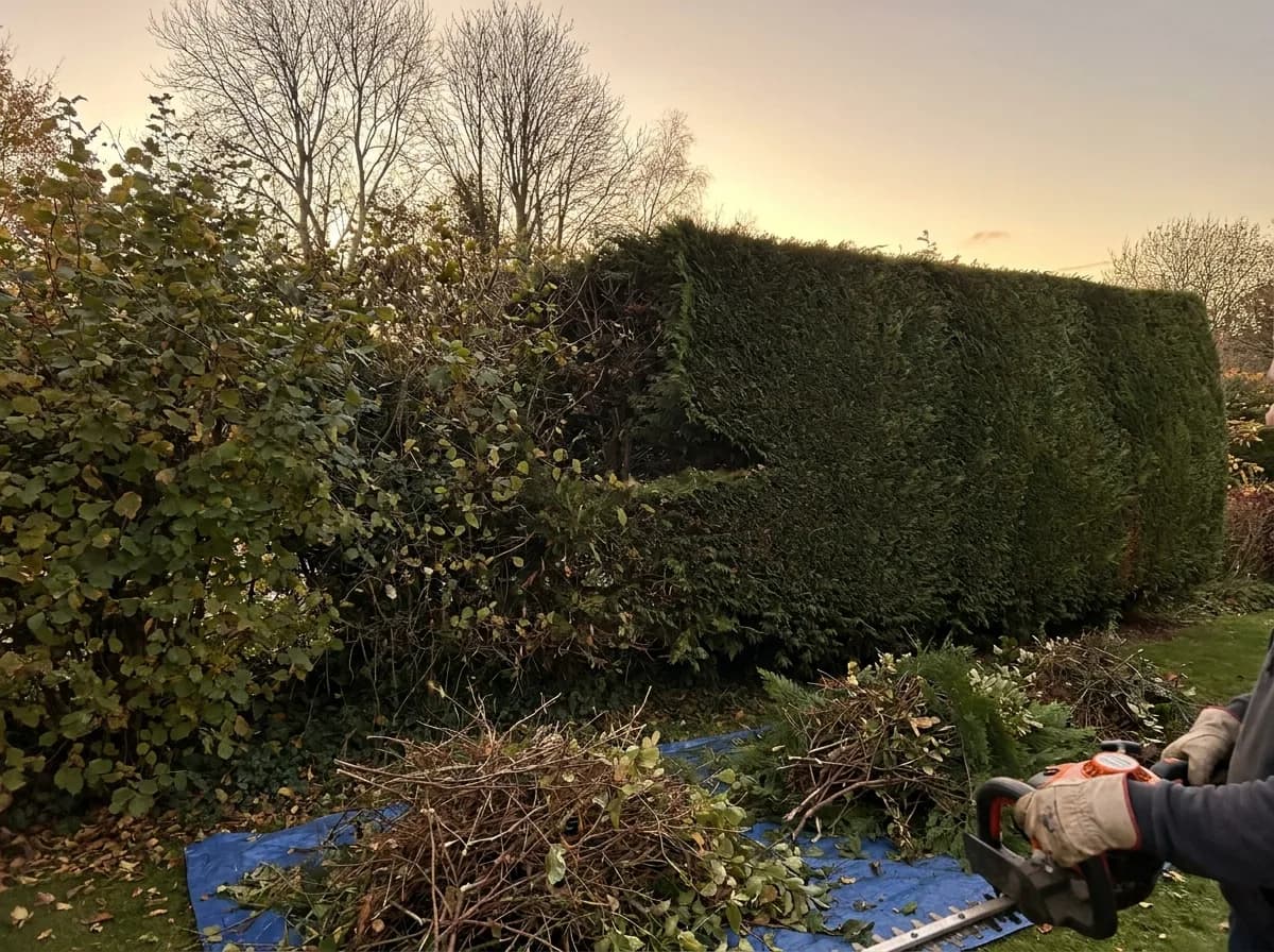 Hecke im Herbst, eine Seite bereits sauber in Form geschnitten